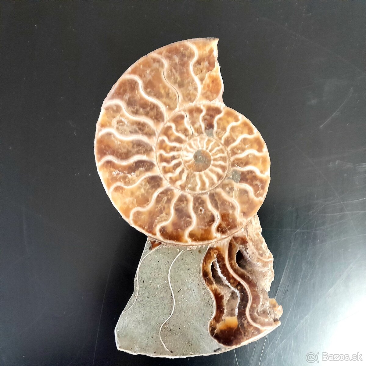 Predám Amonit - skamenelina