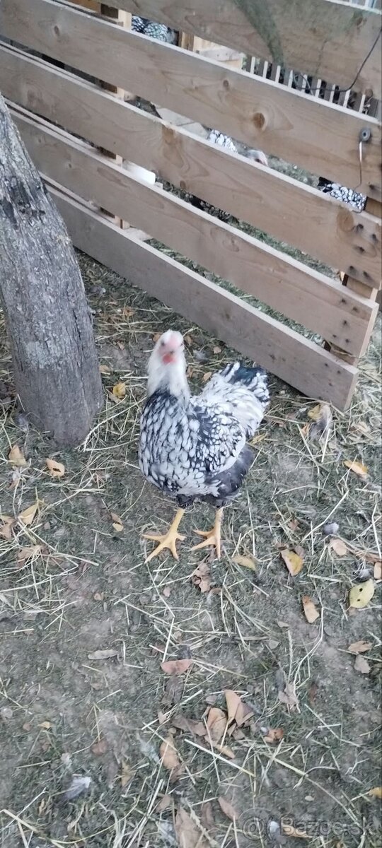 Predám mladého kohúta Wyandot