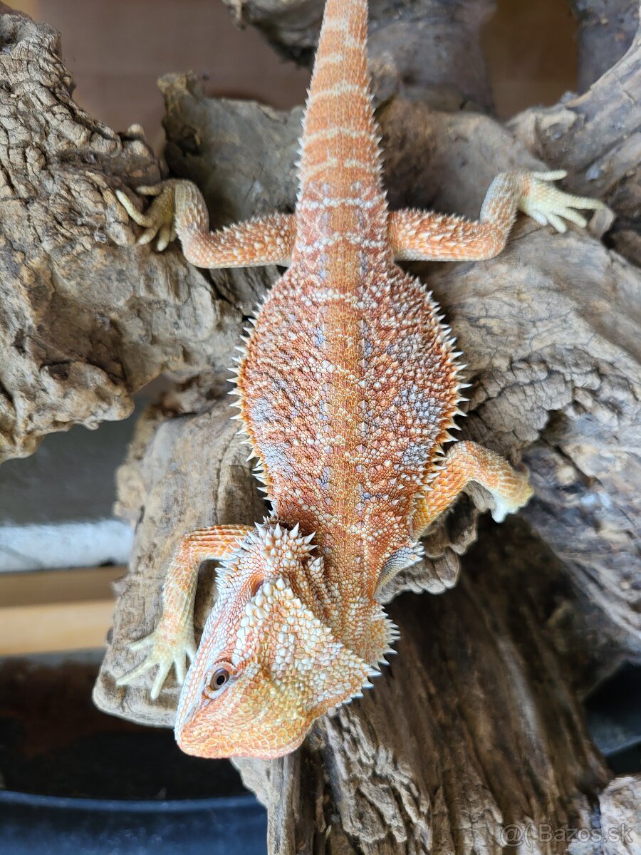 Agama bradatá