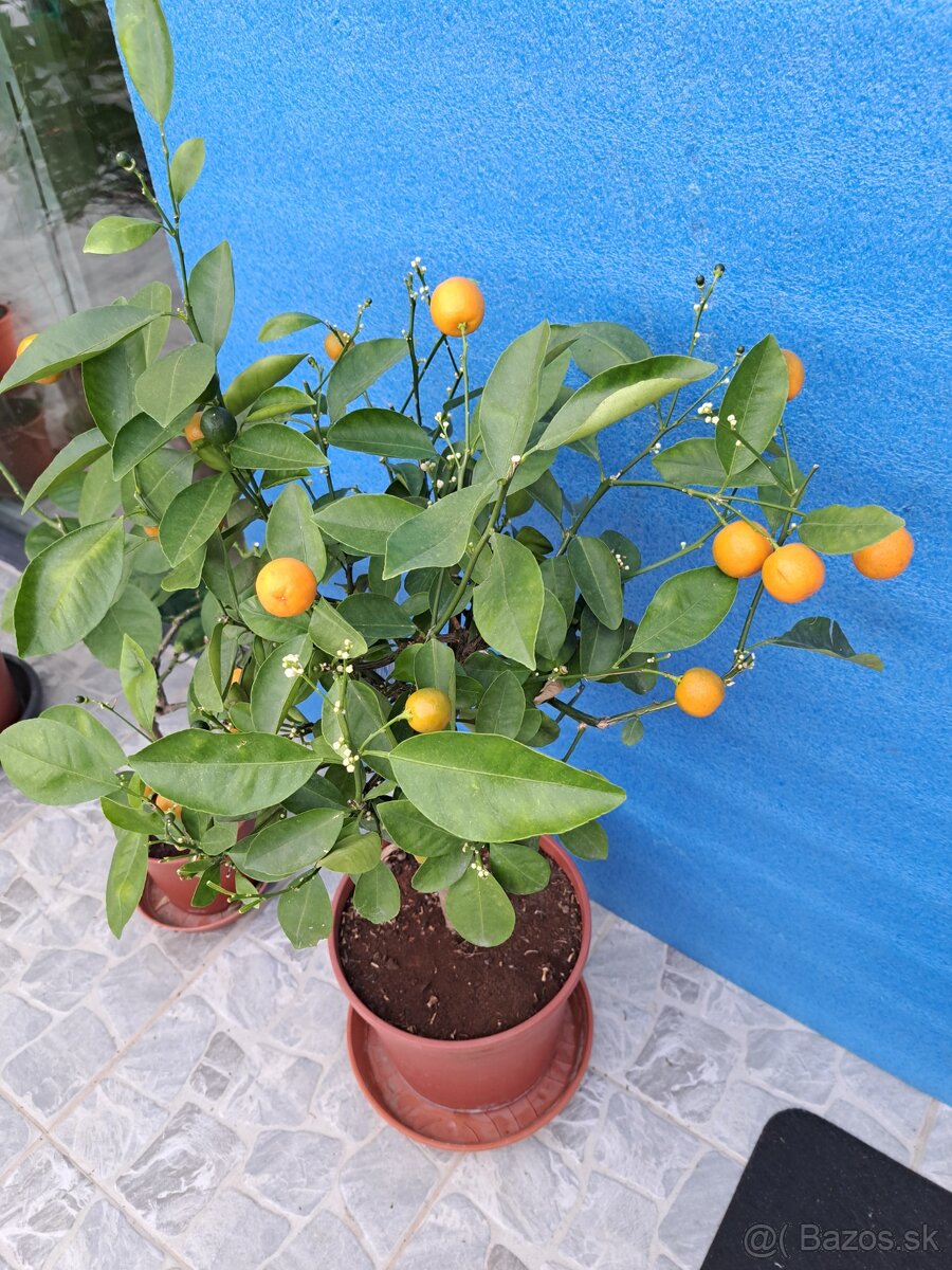Citrus calamondin Citrus Mitis