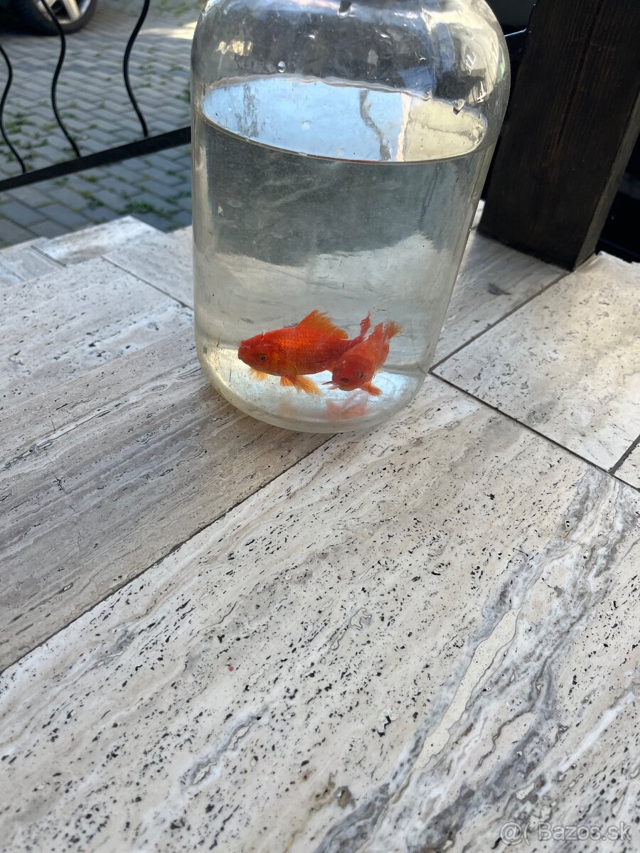 Koi kapor