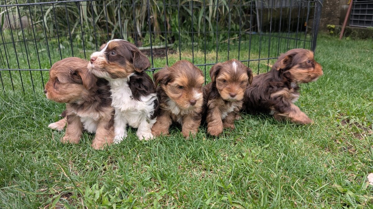 Yorkshire terrier