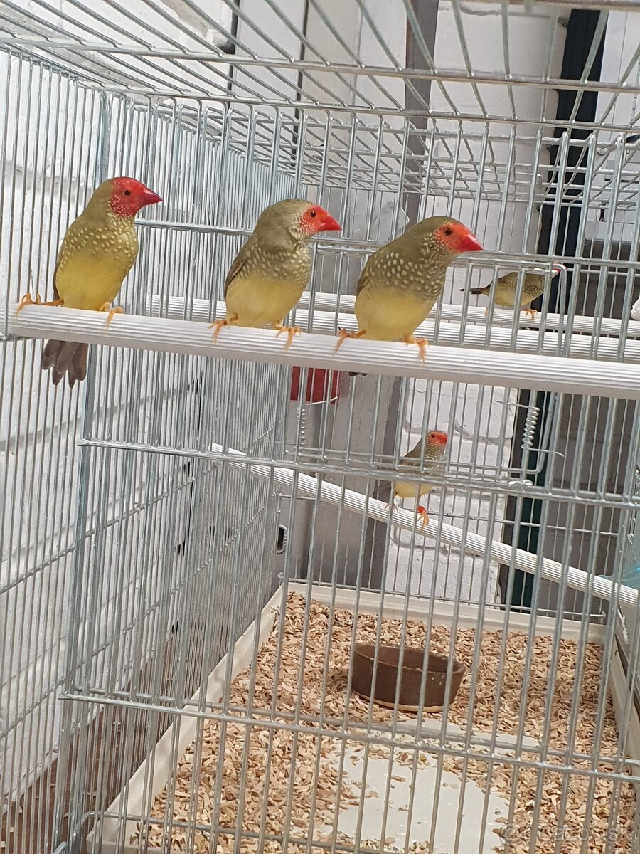 Astrild trstinový, pásovník dlhochvostý