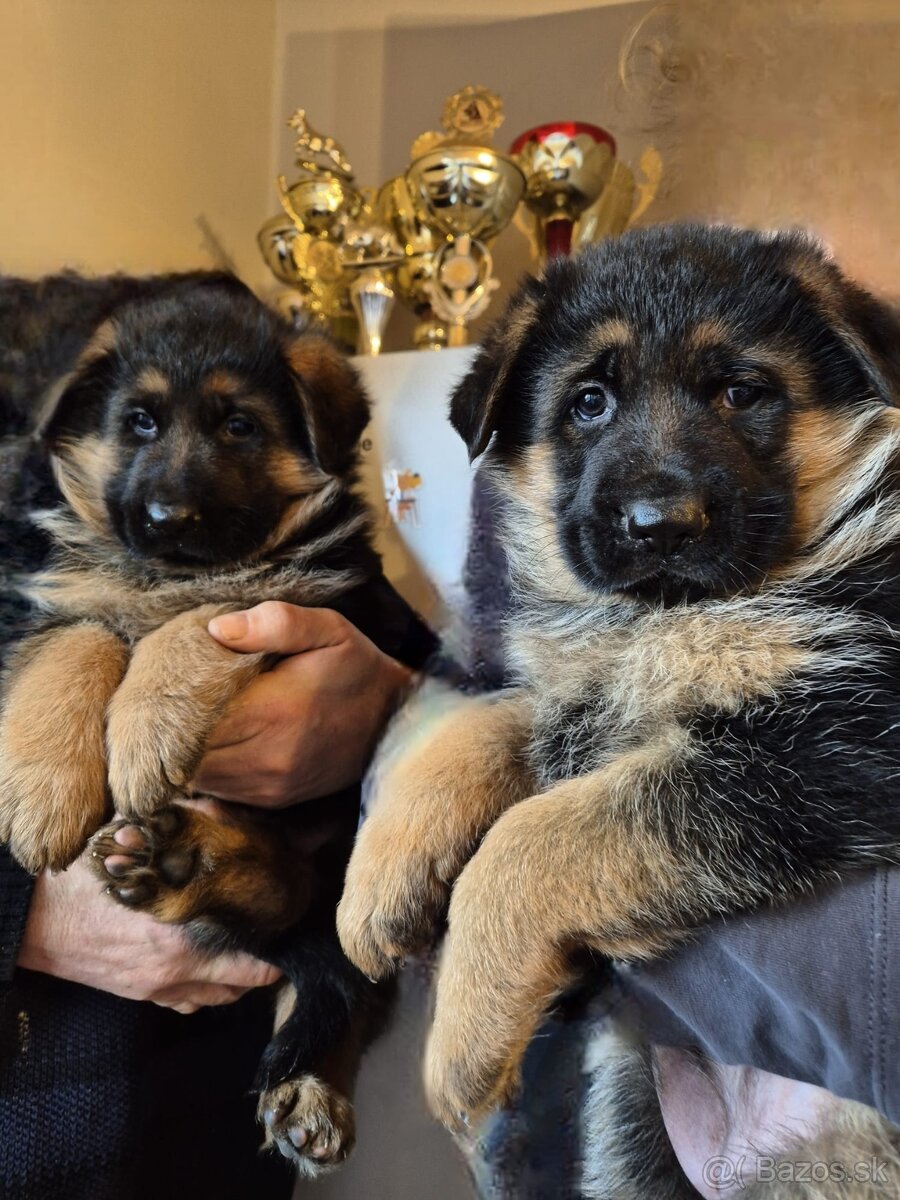 Nemecký ovčiak šteniatka