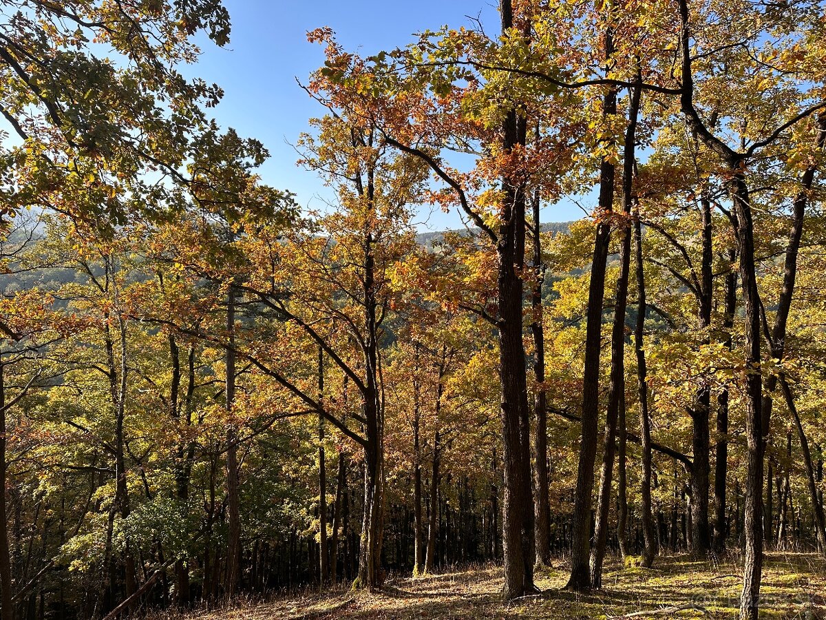 Slatina nad Bebravou – 5.082 m2 LESOV – PREDAJ