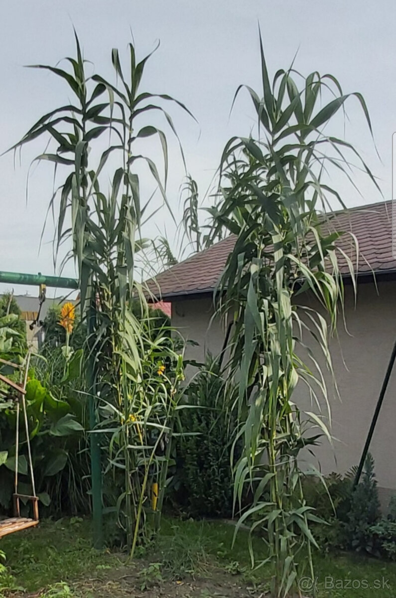 Predam bambusovu travu