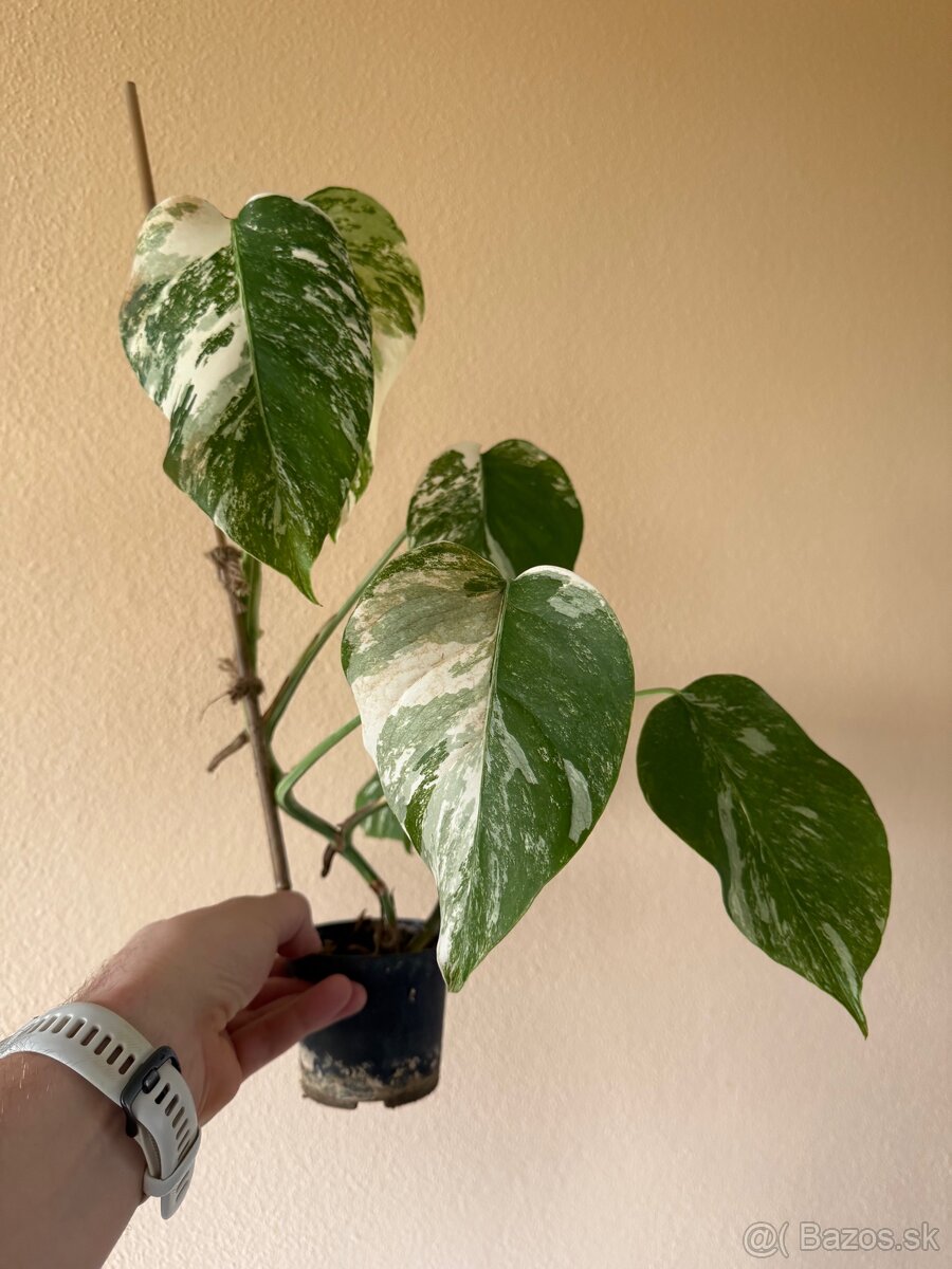 Monstera albo variegata