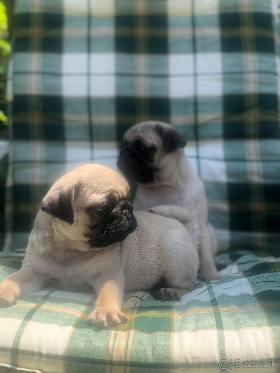 Mops, mopslík