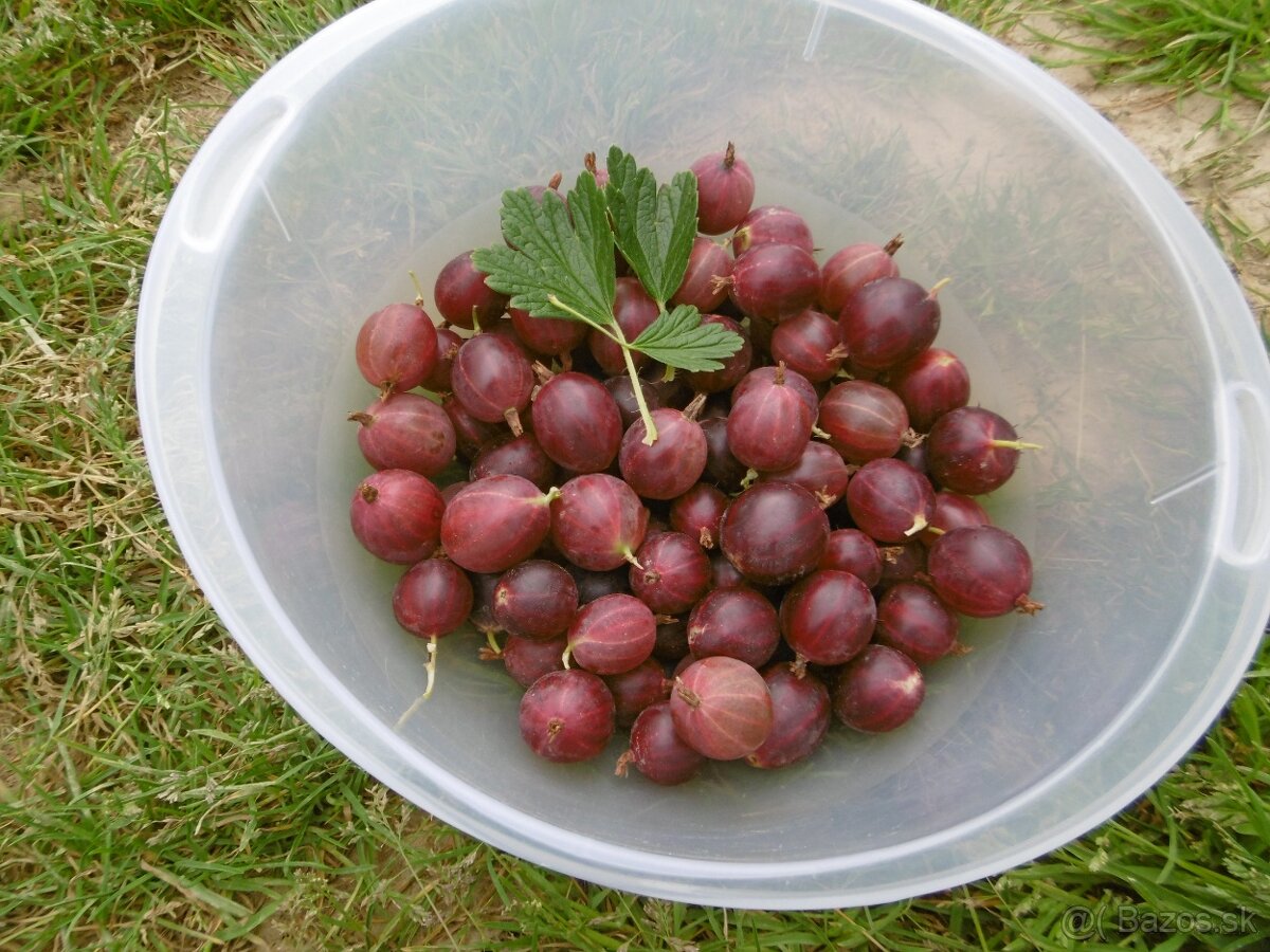 Červené egreše