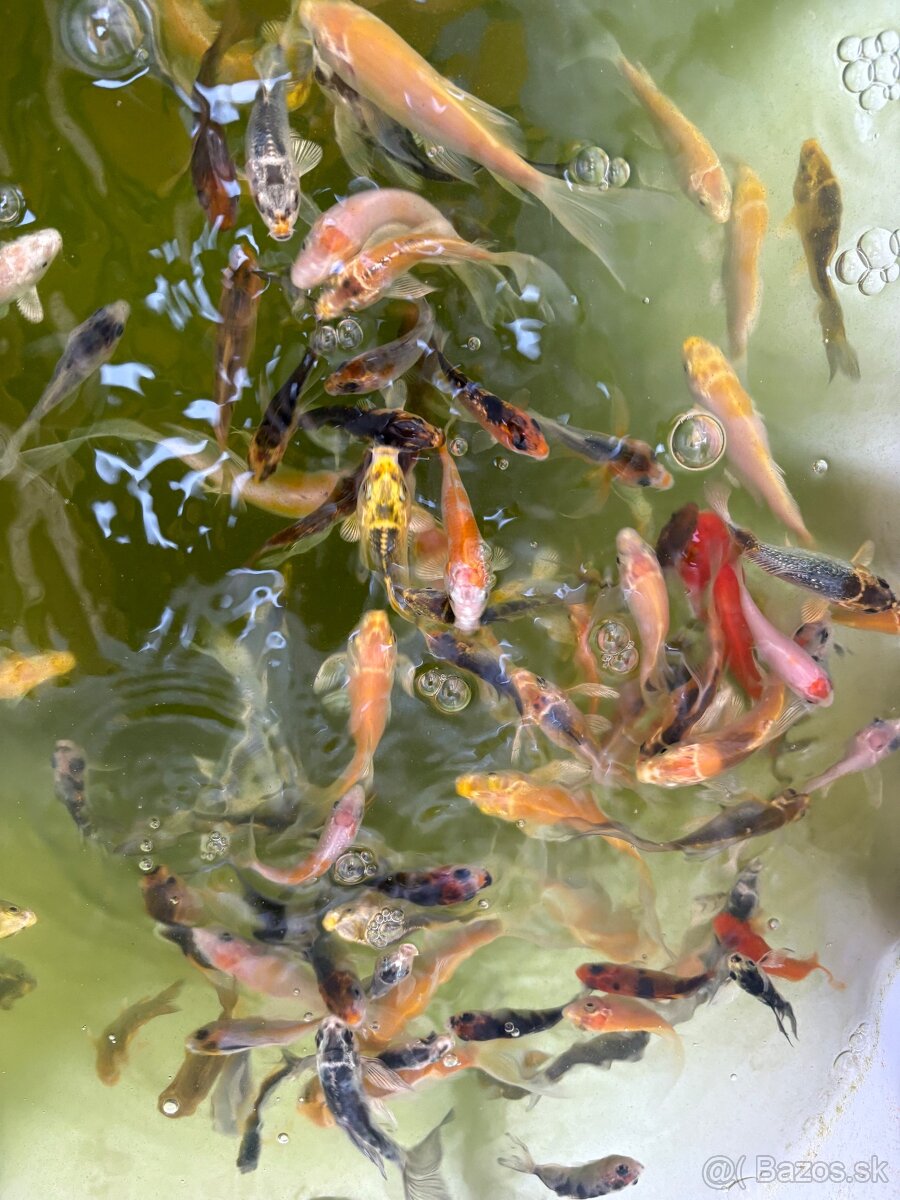 Japonské butterfly koi kapre