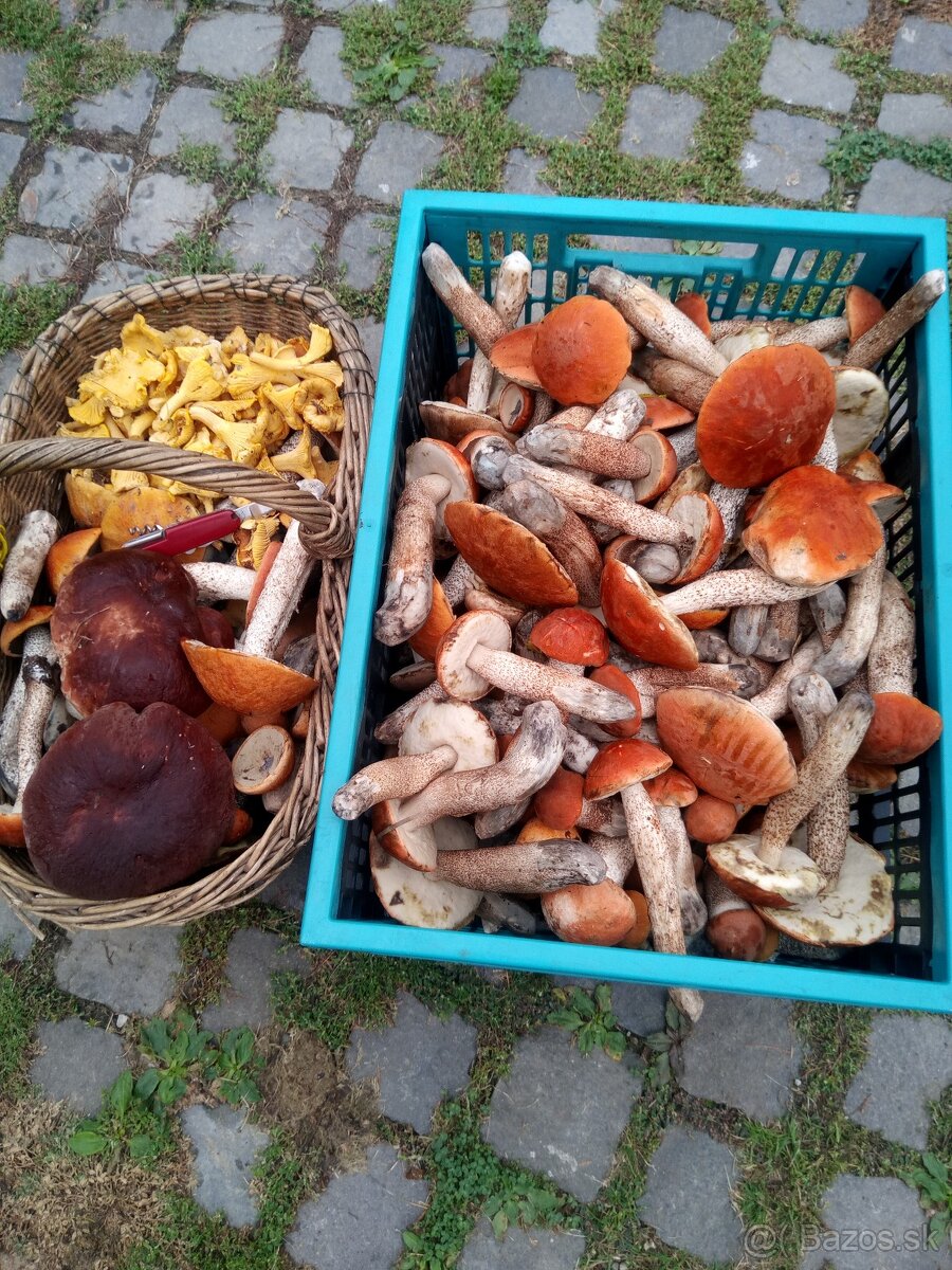 Sušené hríby,huby,kozáky