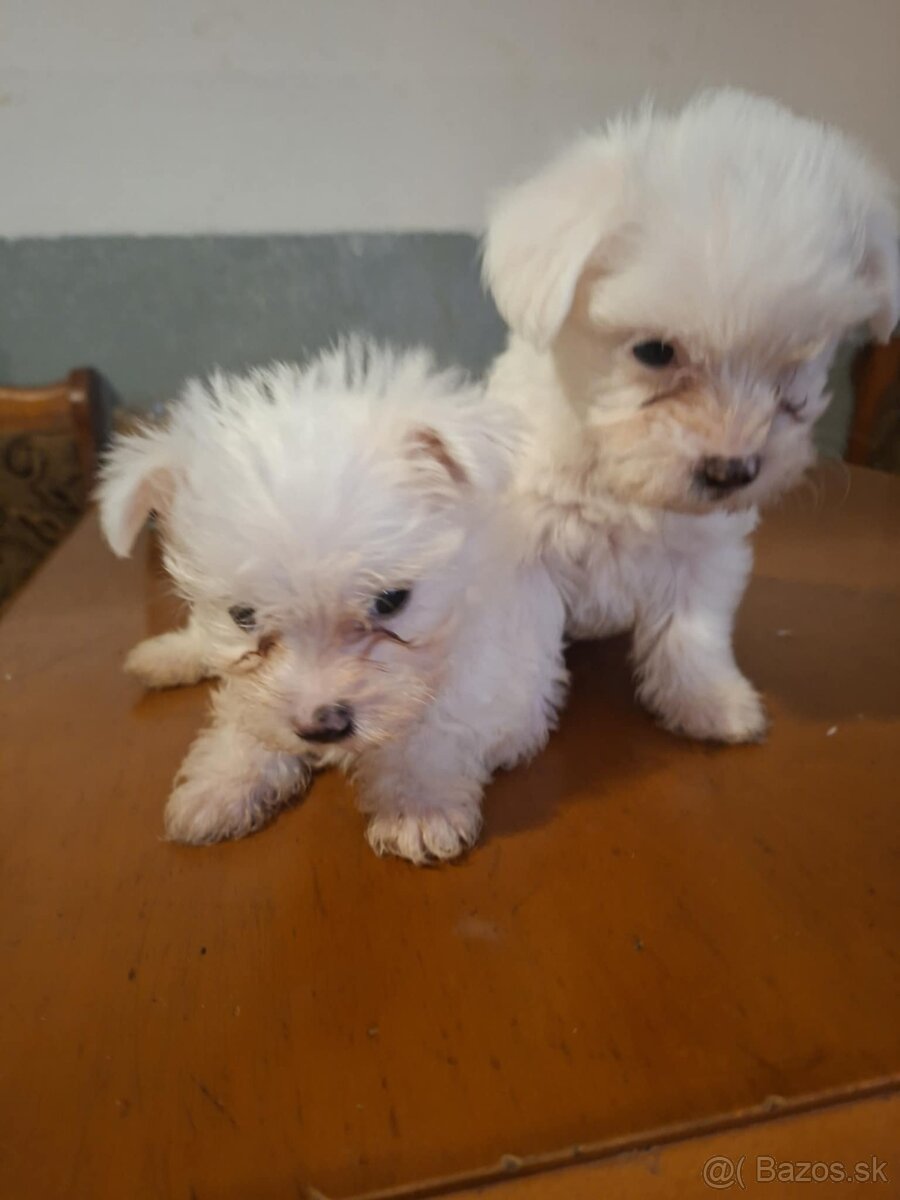 Mini maltezak