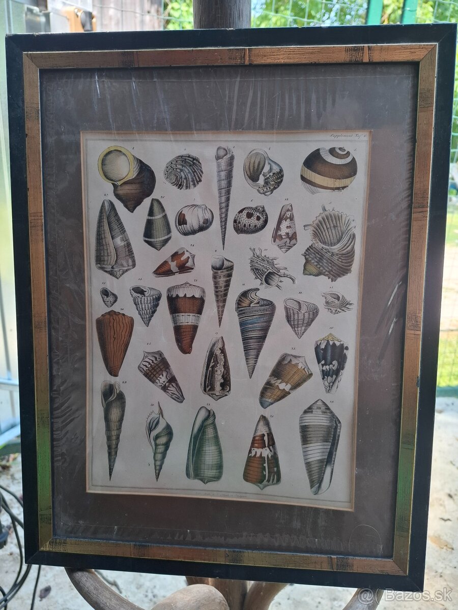 Predám starý obraz Farebná litografia Škeble a lastury 24 €