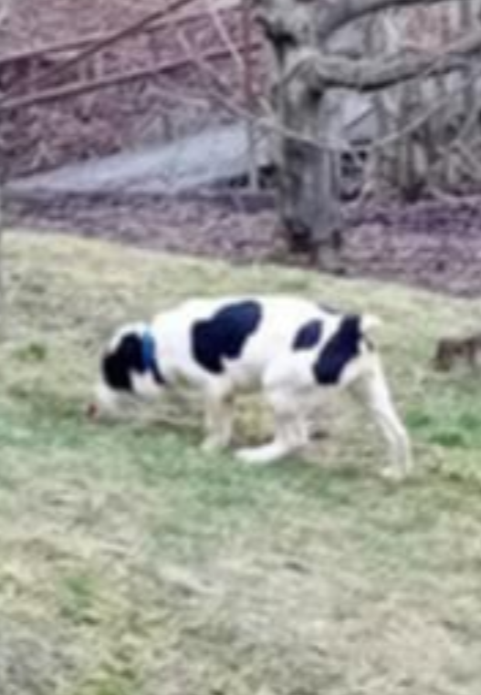 Stredoázijský ovčiak -šteniatka