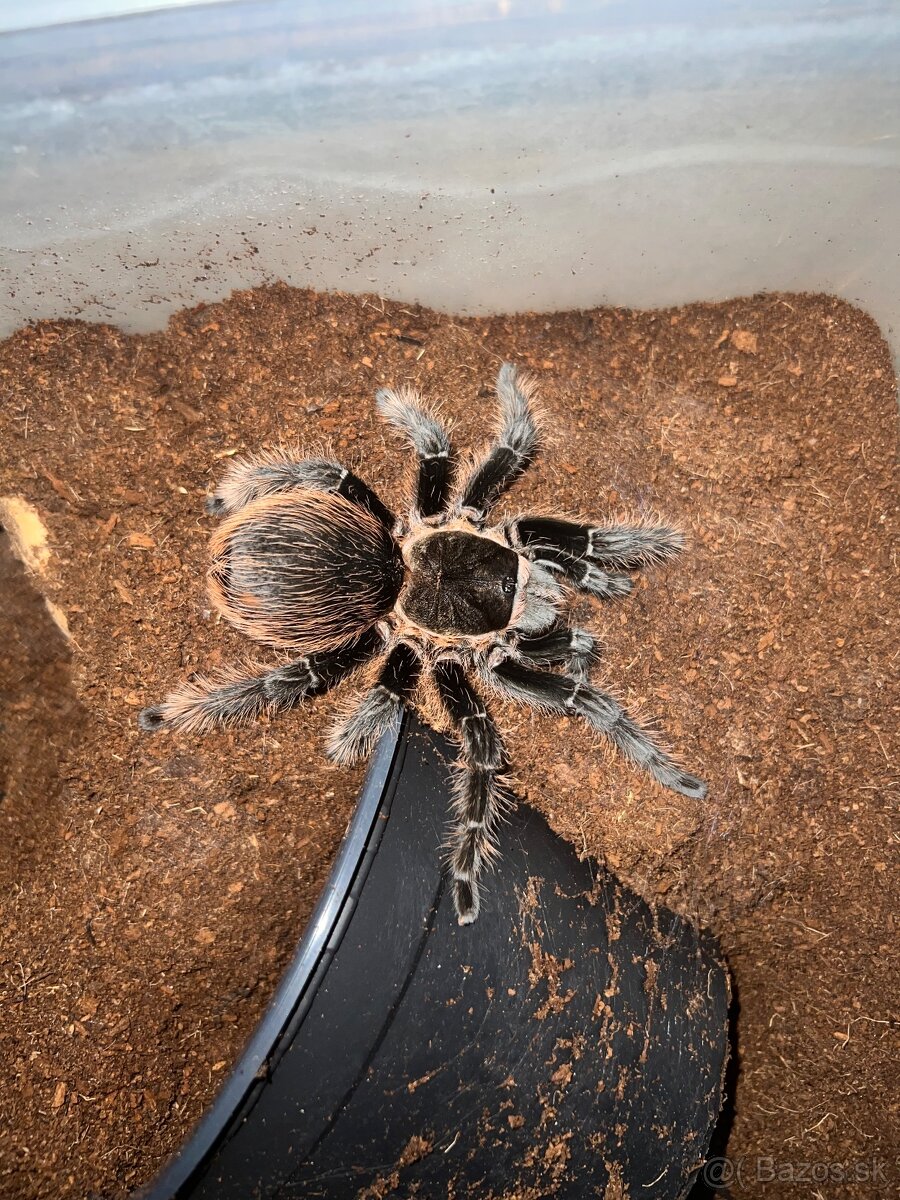 Tarantula, pavuk
