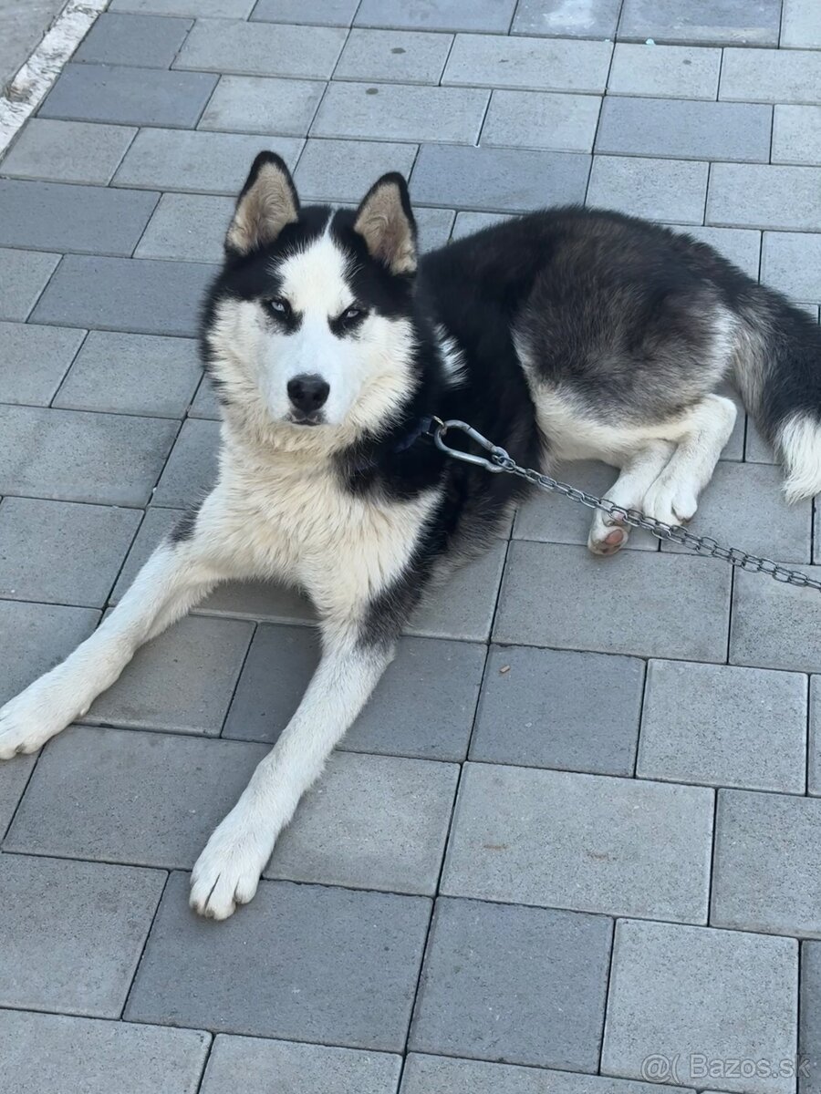 Sibírsky husky