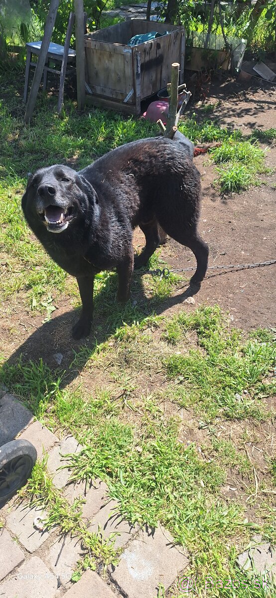 Križeni labrador a slovenskí vlk