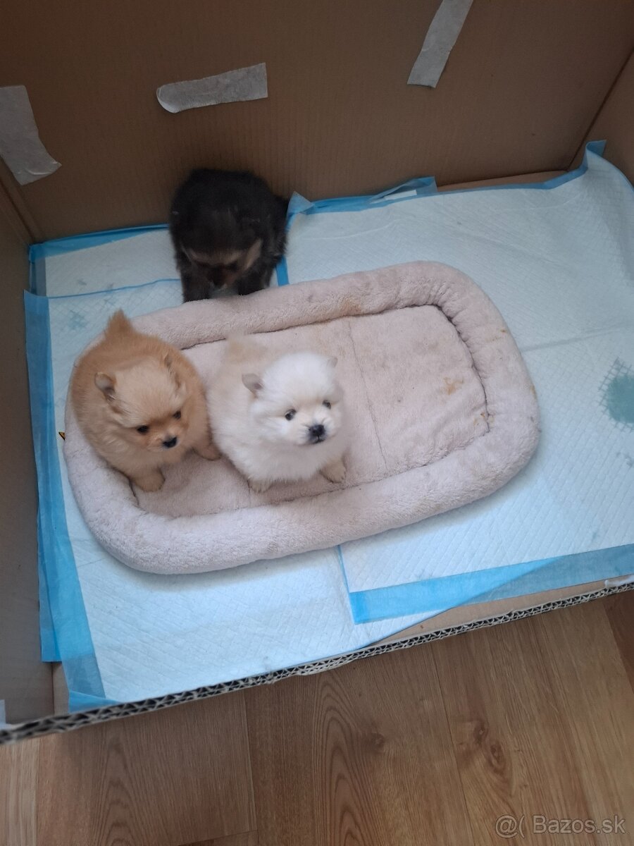 Nemecký trpaslíci špic-pomeranian