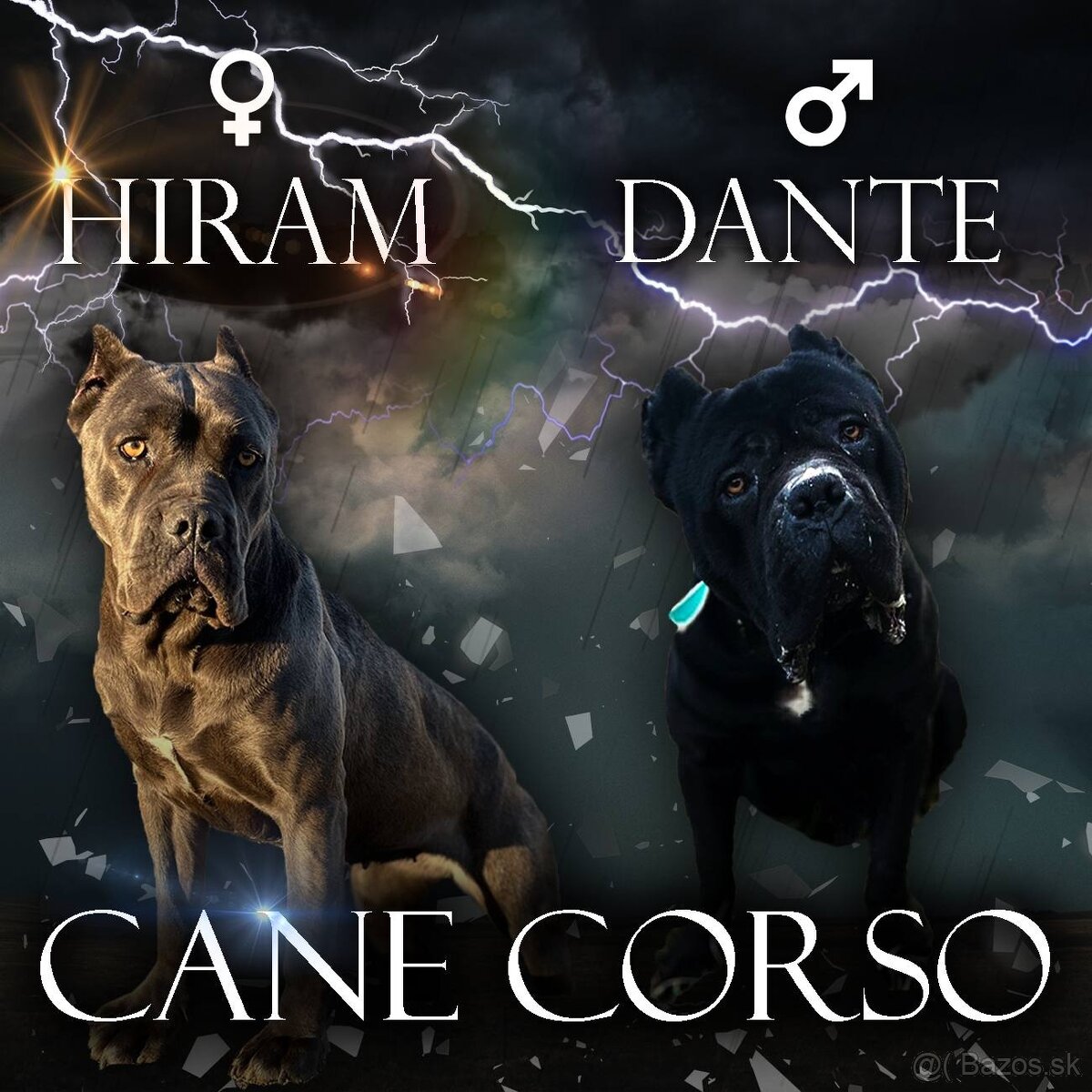 Cane corso šteniatka