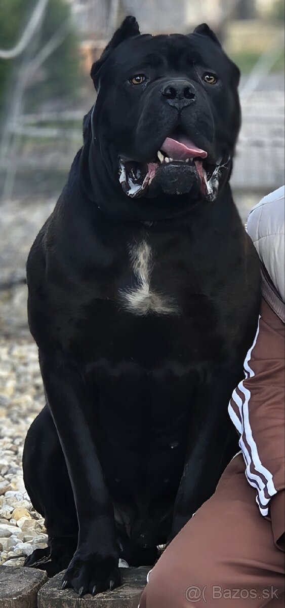 Cane corso šteniatka