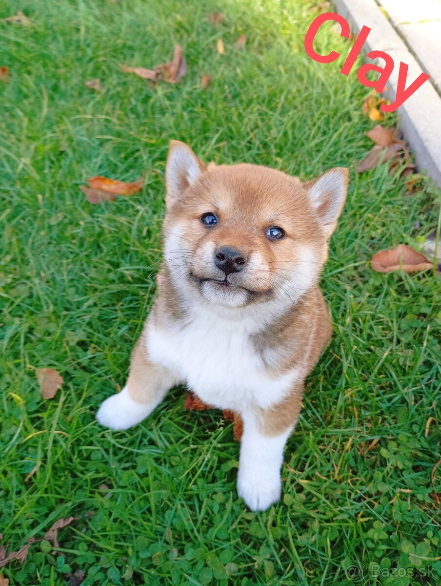 Shiba Inú s PP Fci