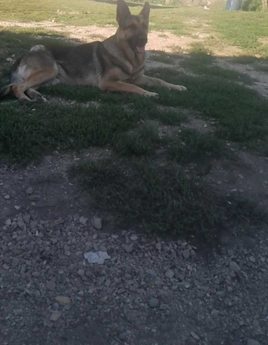 nemecky ovčiak šteniatka