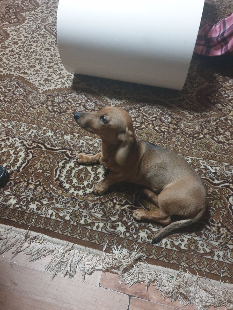 Predam jazvecik hlatko srsni trpazlik