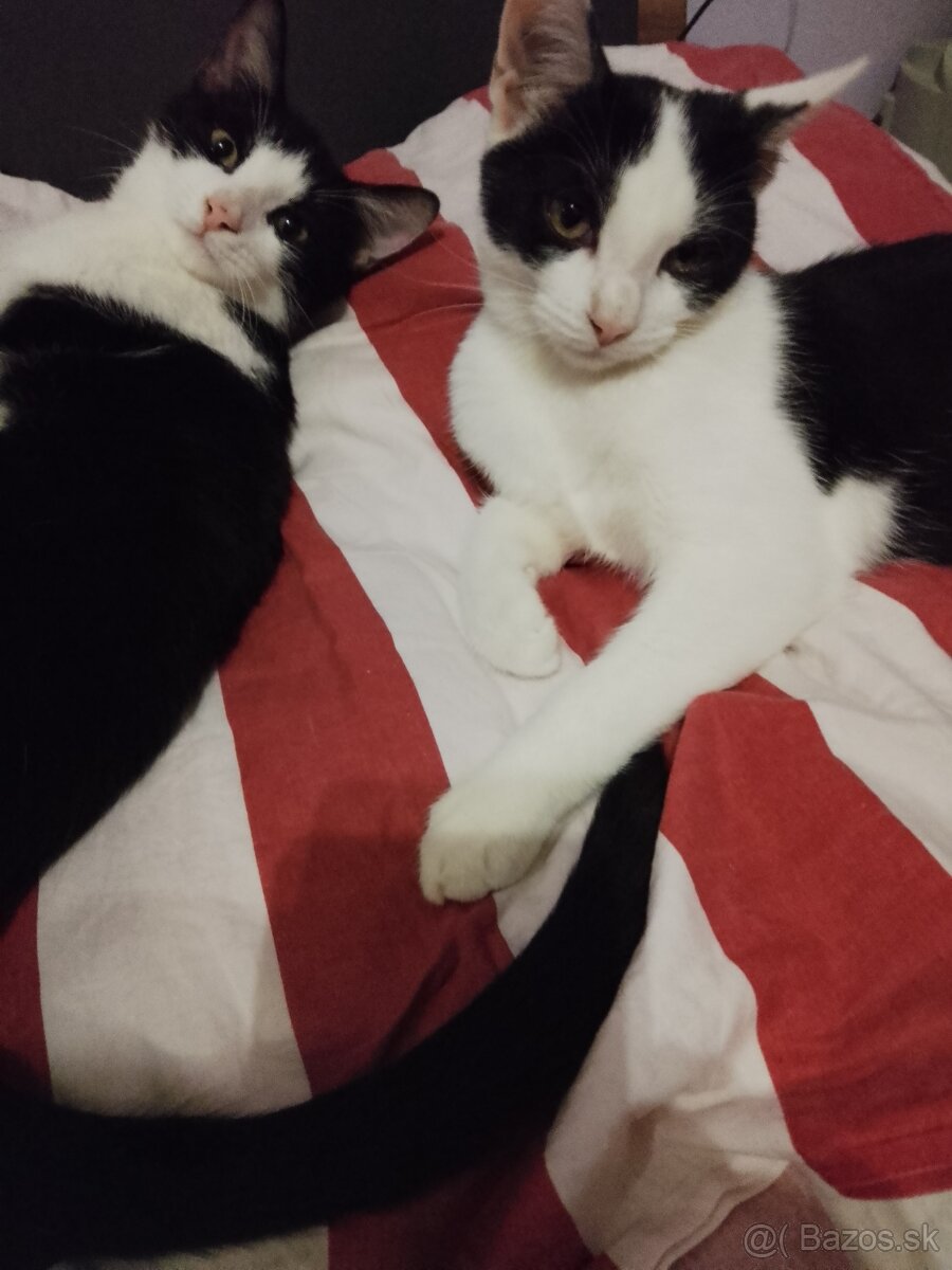 4 mesačné mačiatka