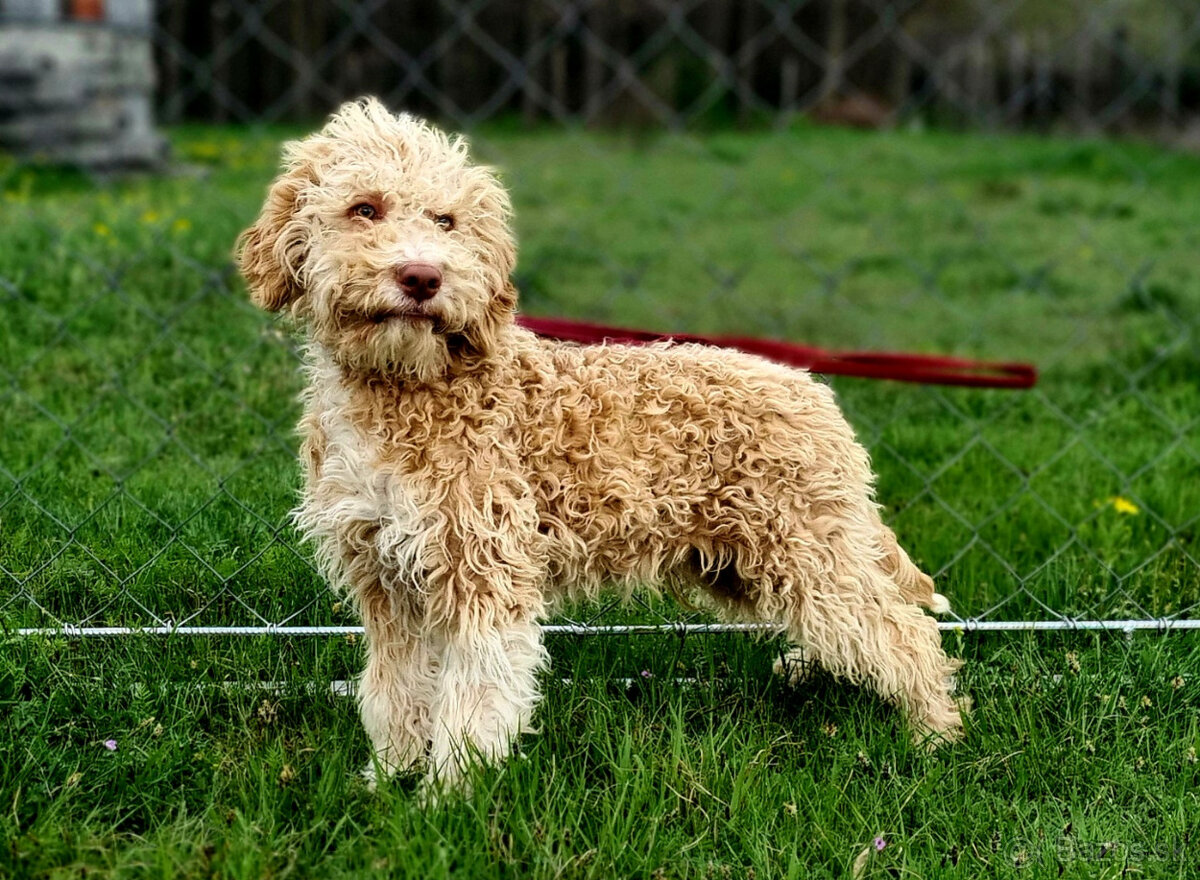 Lagotto Romagnolo steniatko s PP papiermi