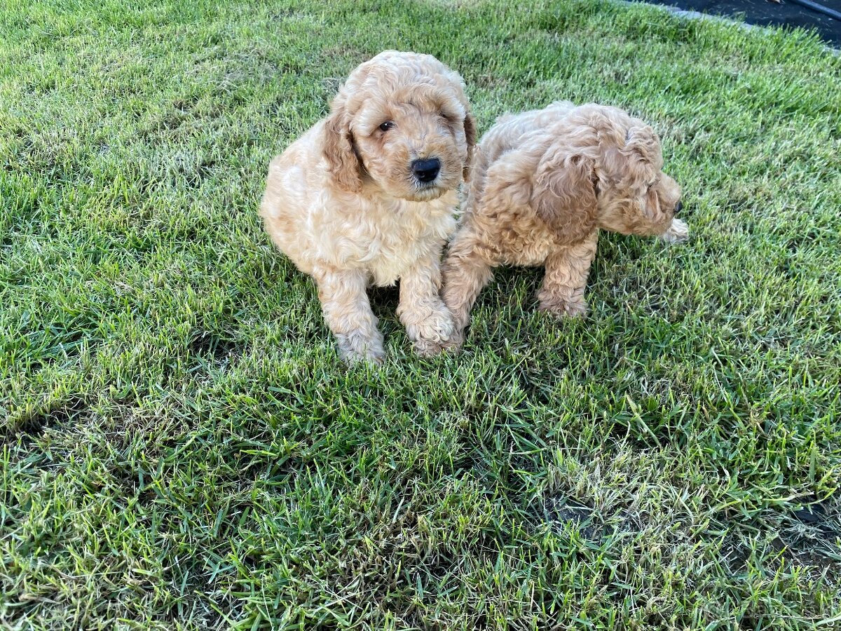Predam cavapoo