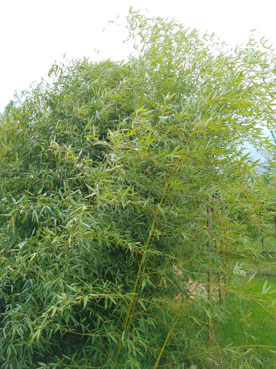 Bambus phylostachys celoročný