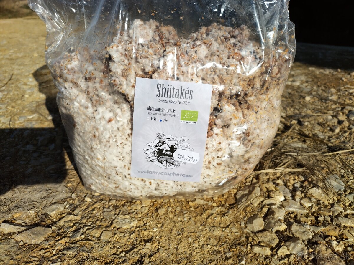 shitake podhubie