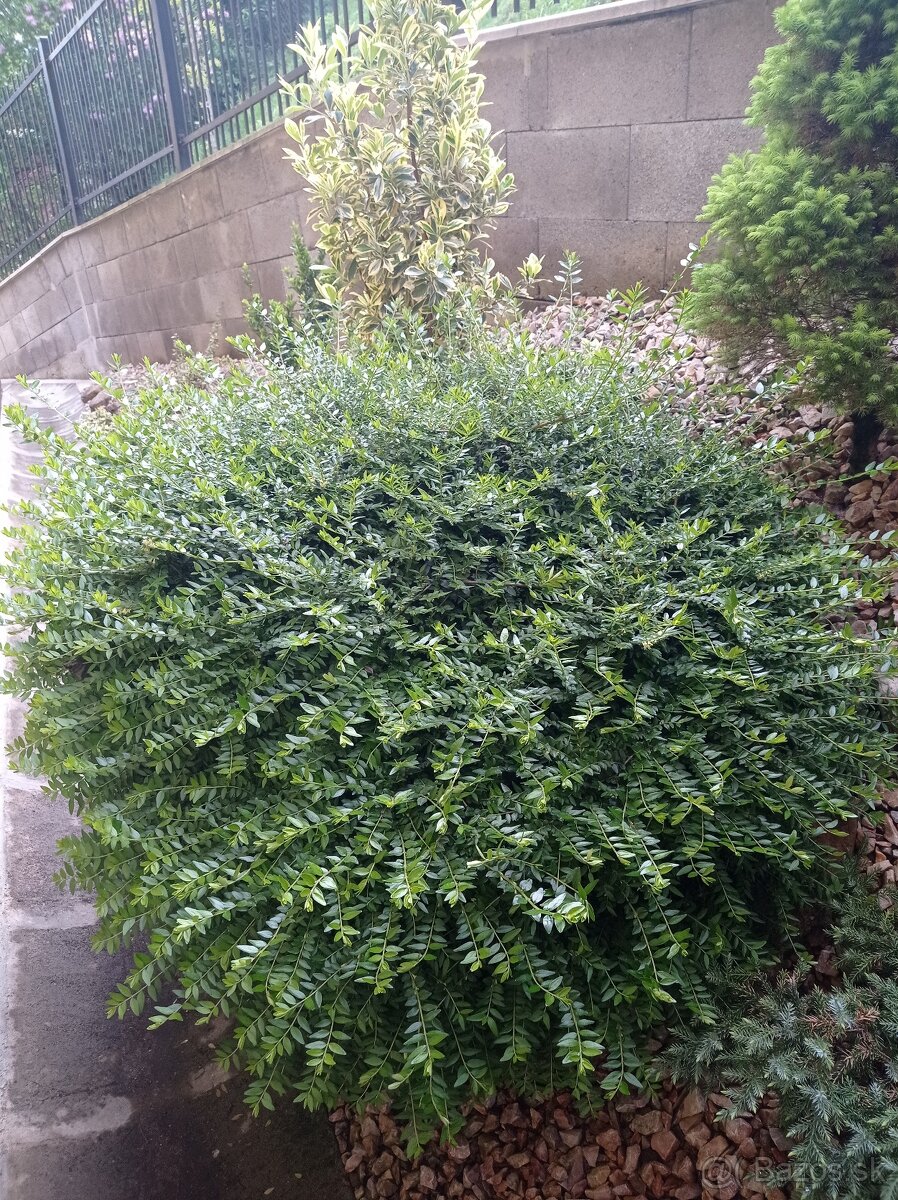 Lonicer nitida