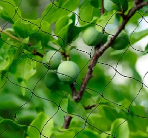 Ochranna siet na urodu 2x15 m