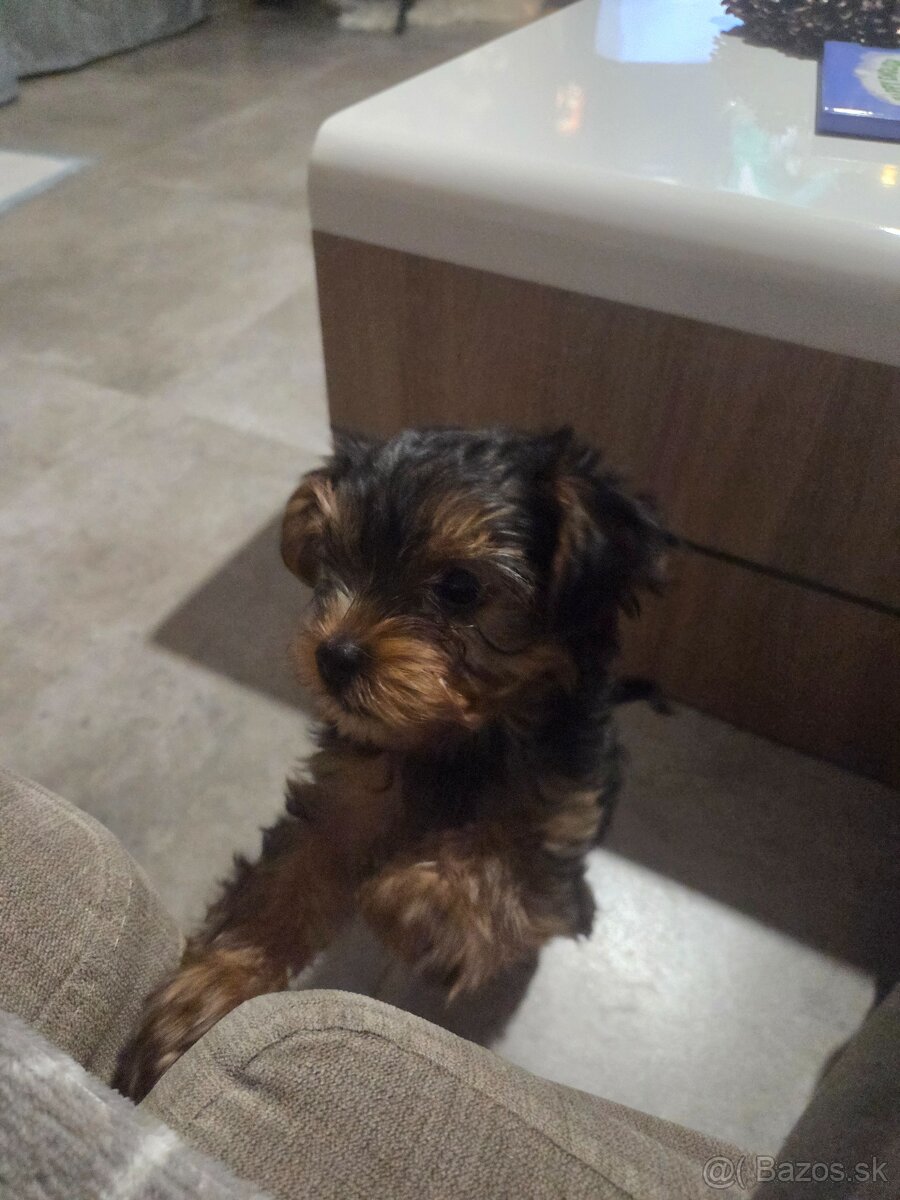 Predám psíka Yorkshirsky terier