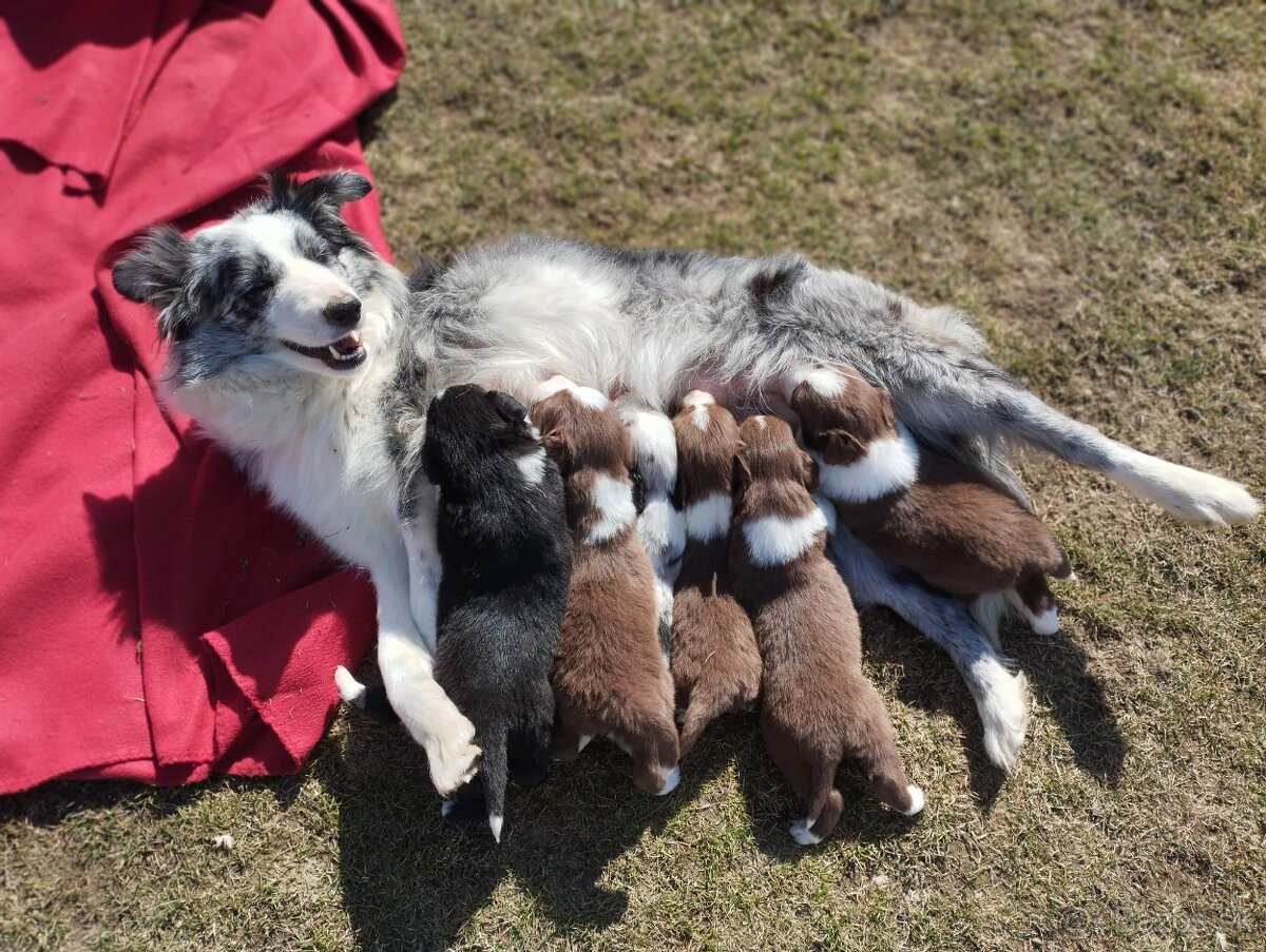 Border Kólia šteniatka