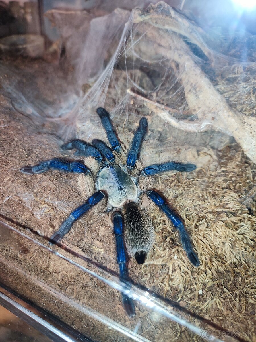 Pavúky rod Theraphosidae (Vtáčkare)
