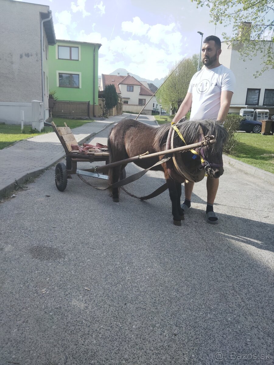 Poník zrebcek