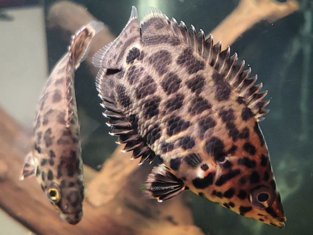 Ctenopoma škvrnitá- Ryby