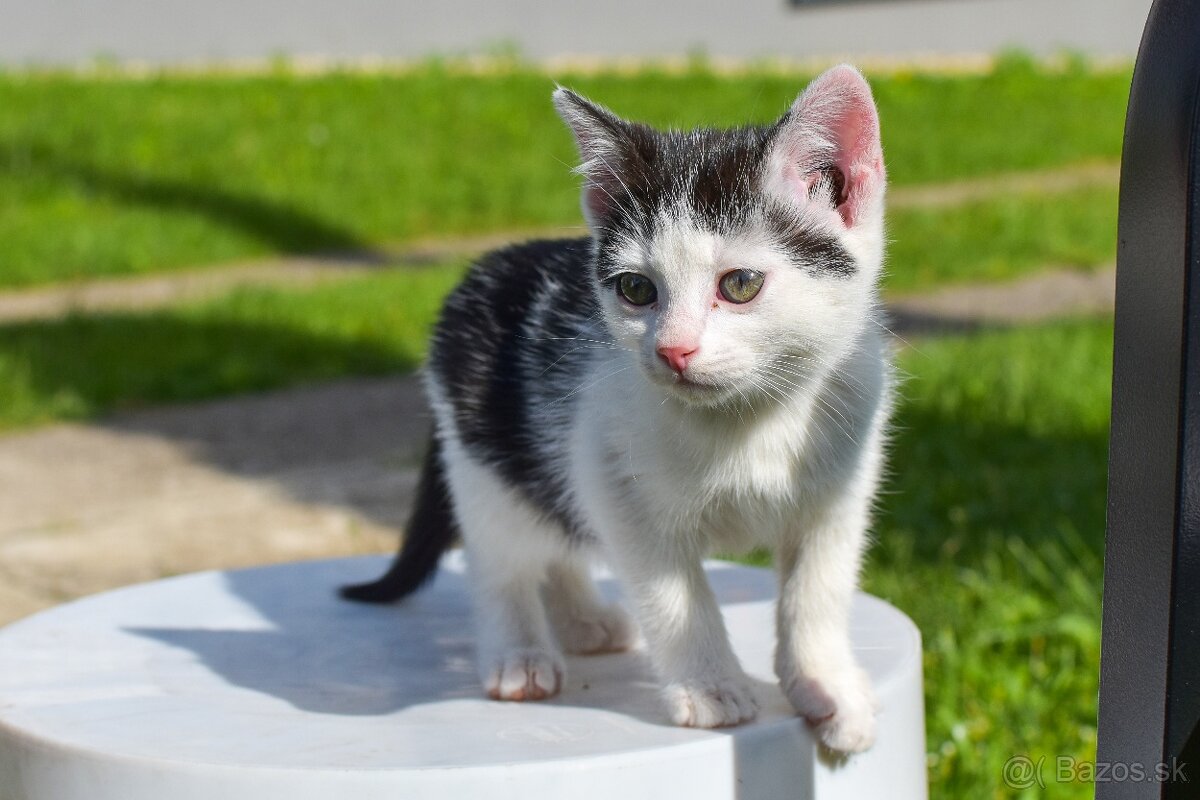 Darujem mačiatka do dobrých rúk 🐾