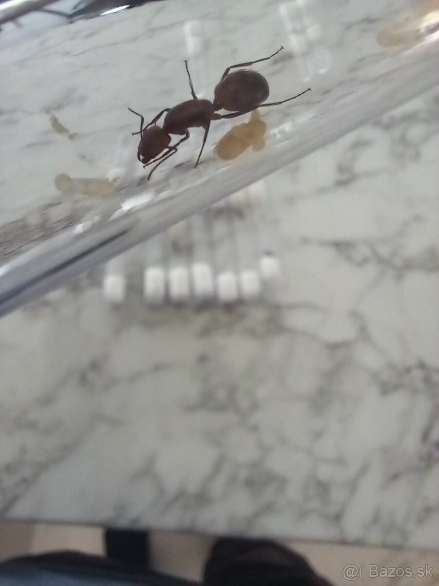 Kralovny mravcov rodu: Camponotus Nicobarensis