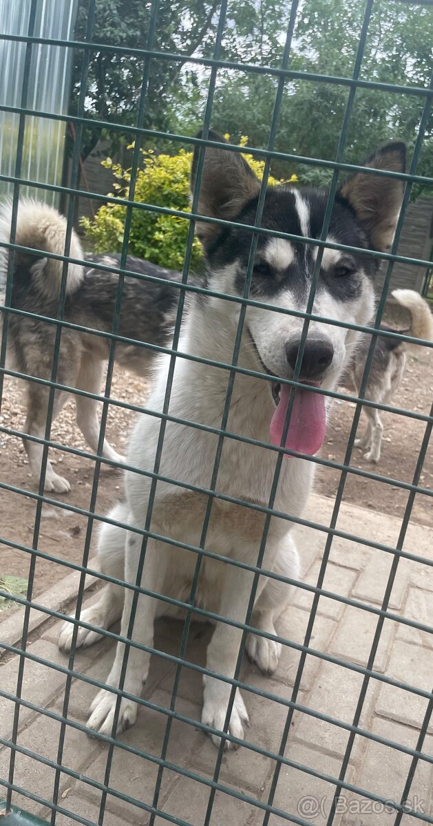 Sibirsky Husky