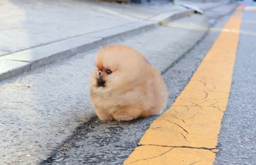 Pomeranian mini
