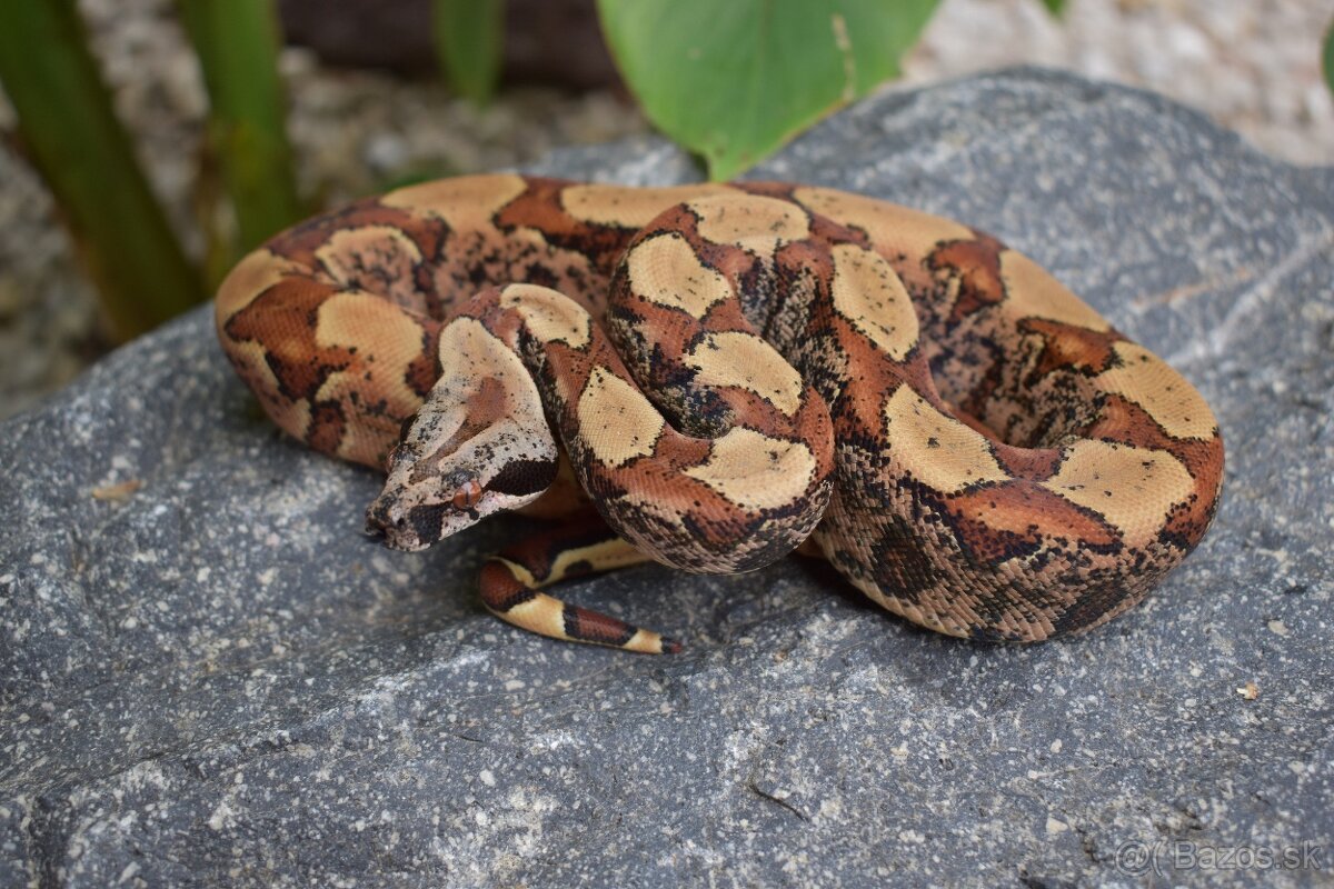 IMG Boa Constrictor - Velhad Kralovsky