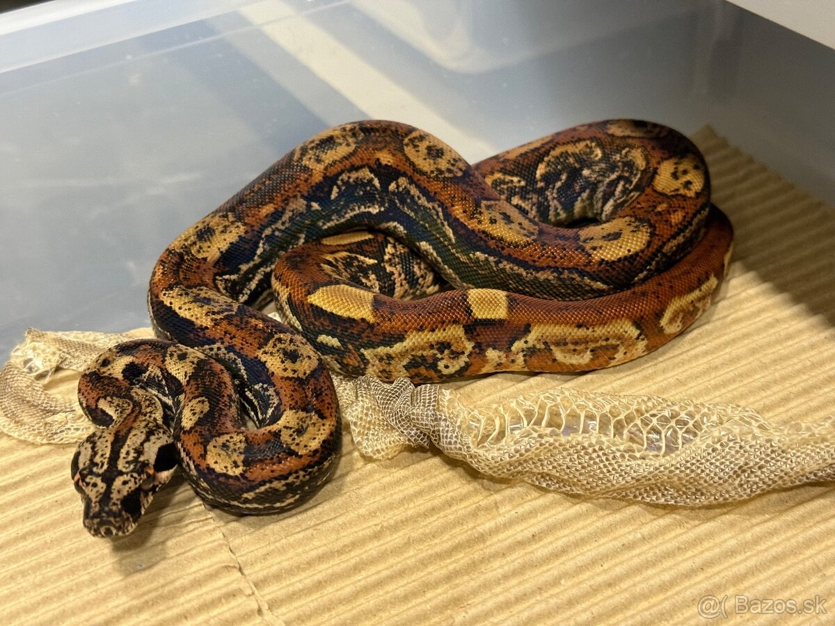 IMG Boa Constrictor - Velhad Kralovsky