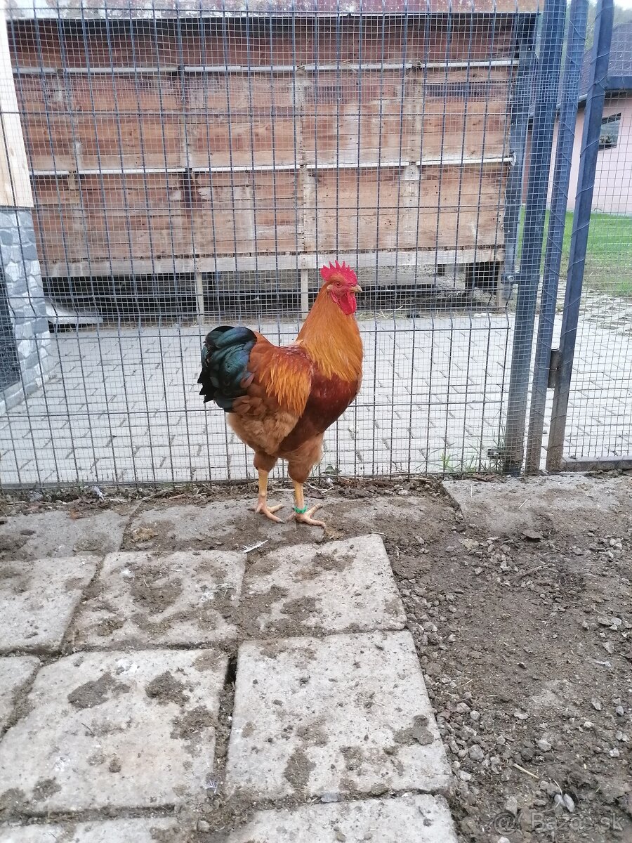 Predám kohúta