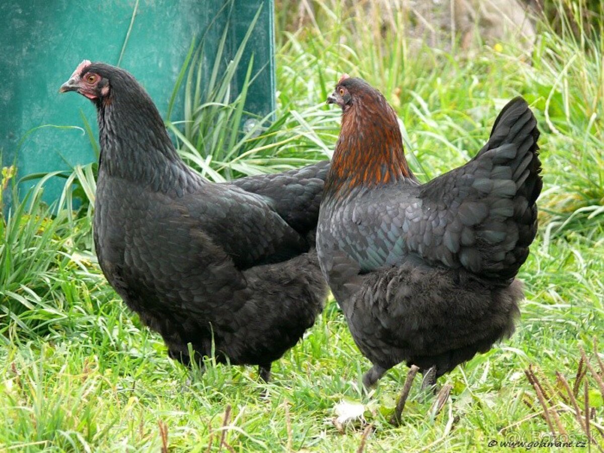 sliepka nosnica mládky