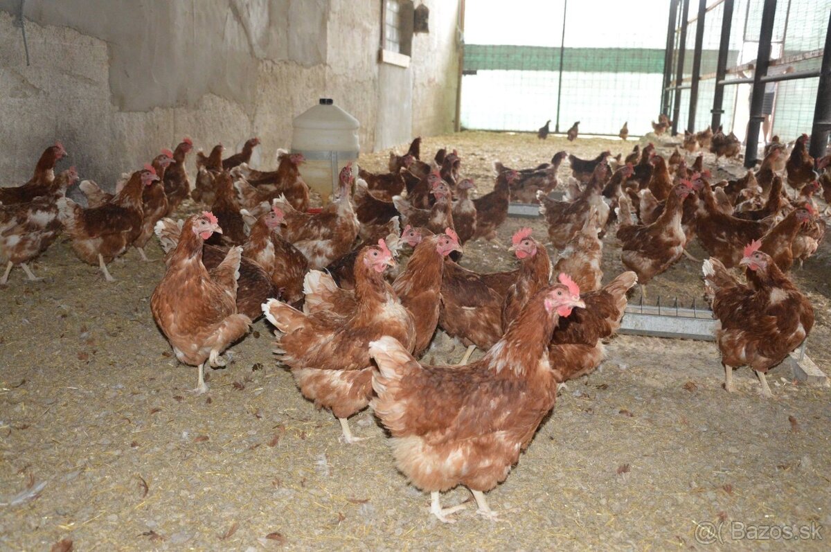 Predaj sliepok z rozvozom