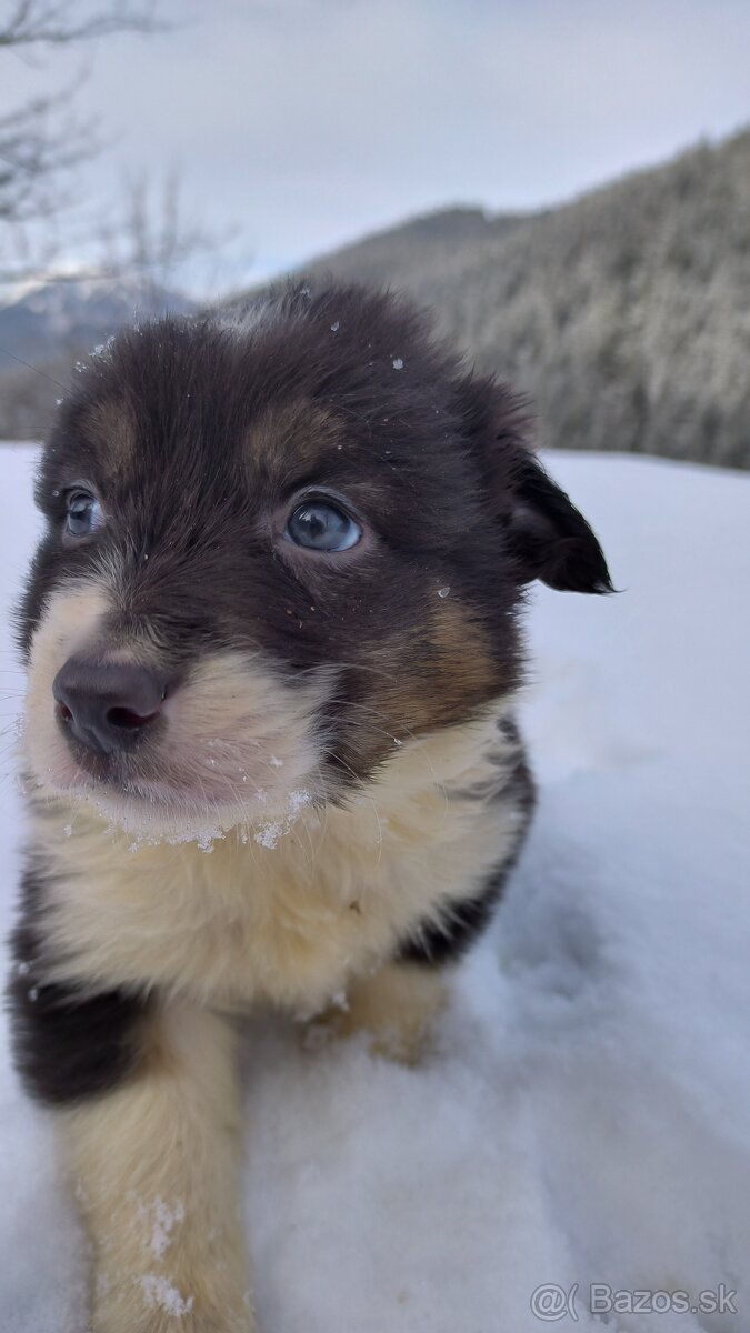 borderkolia - bicolor - tricolor