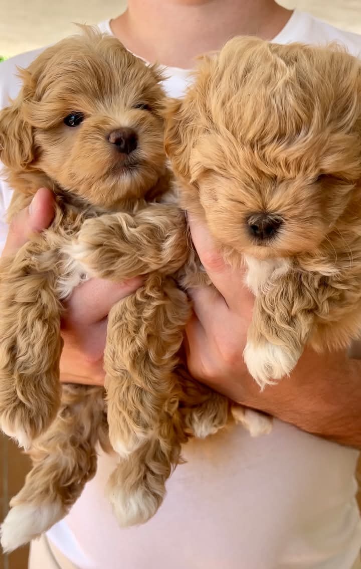 Maltipoo štěňátka